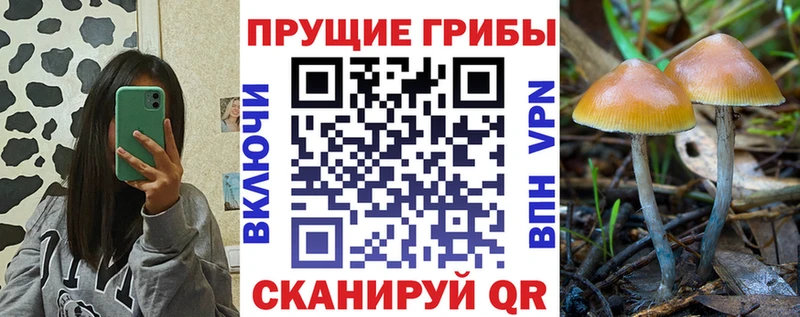KRAKEN онион Кызыл Галлюциногенные грибы Psilocybe